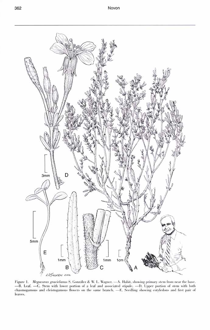 no HD illustration available (m5)