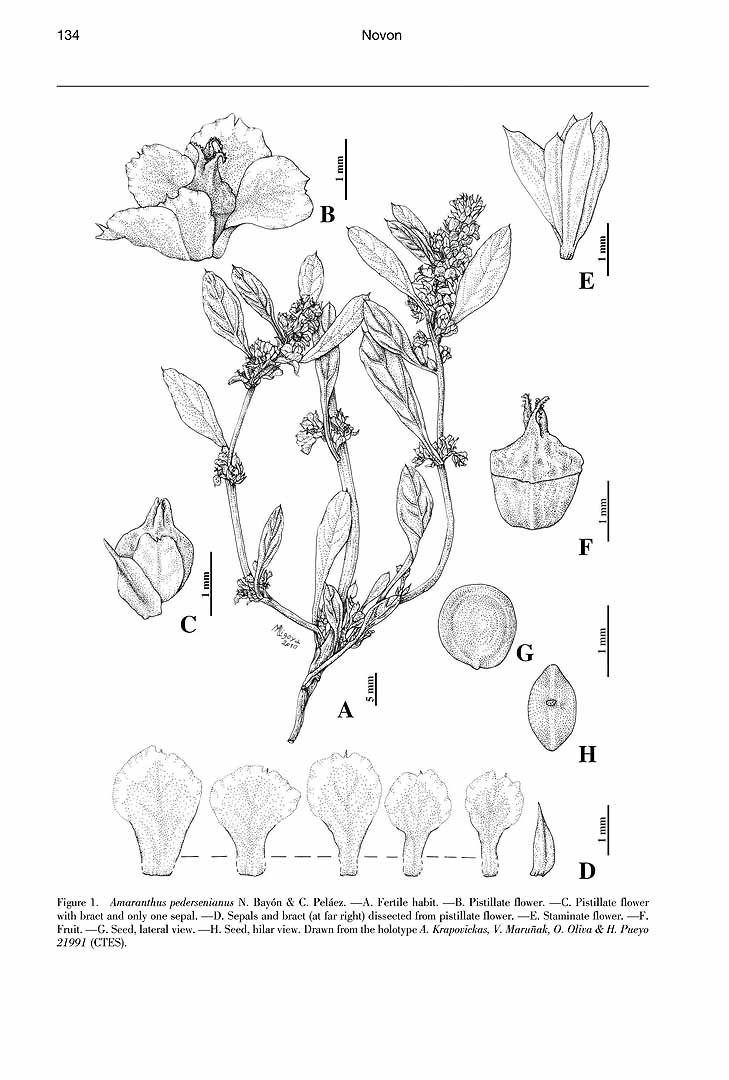 no HD illustration available (m5)
