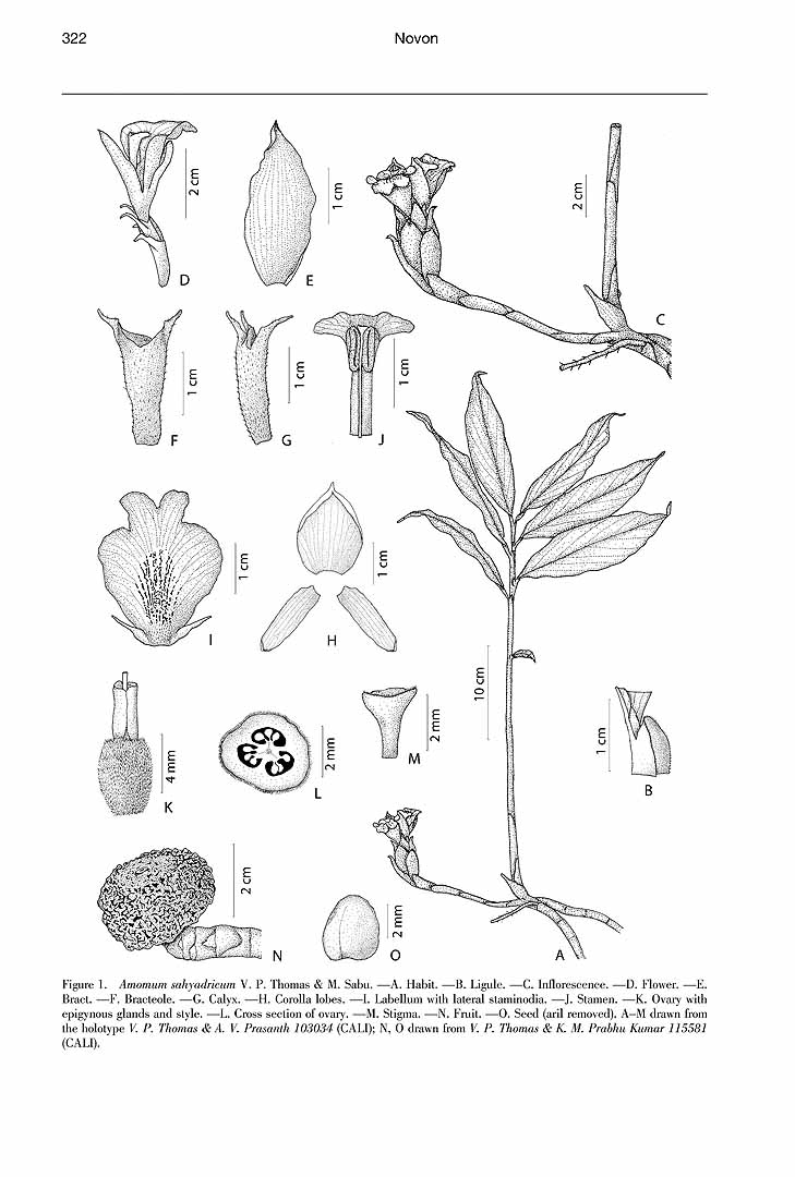no HD illustration available (m5)