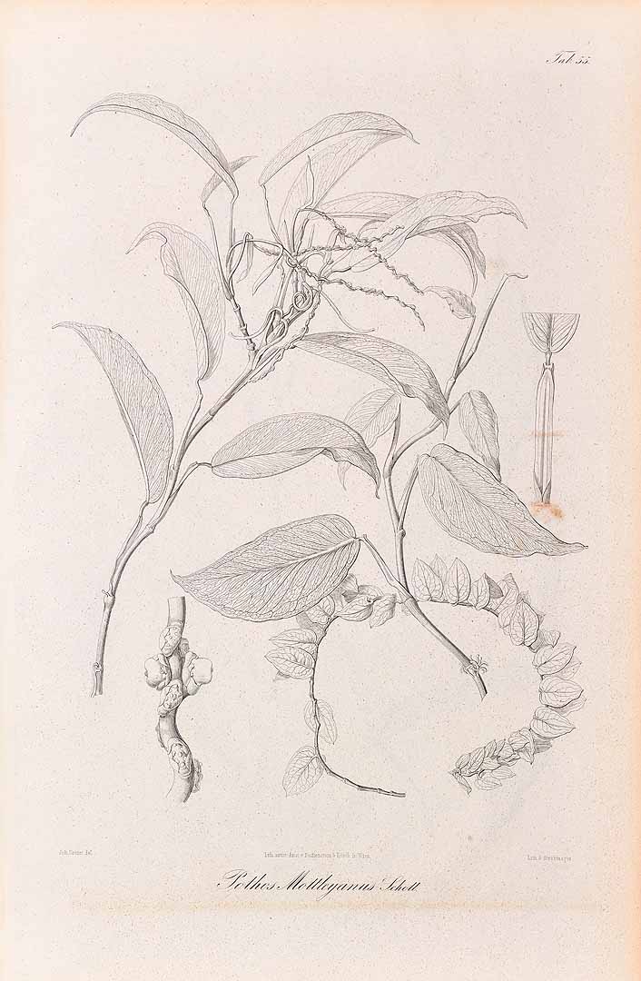 no HD illustration available (m5)