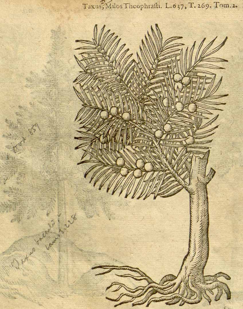 no HD illustration available (m5)