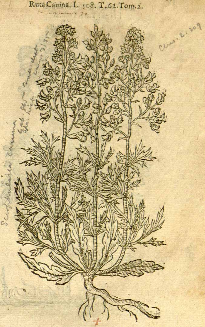 no HD illustration available (m5)