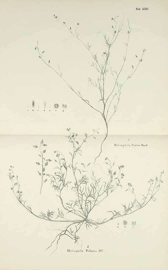 no HD illustration available (m5)