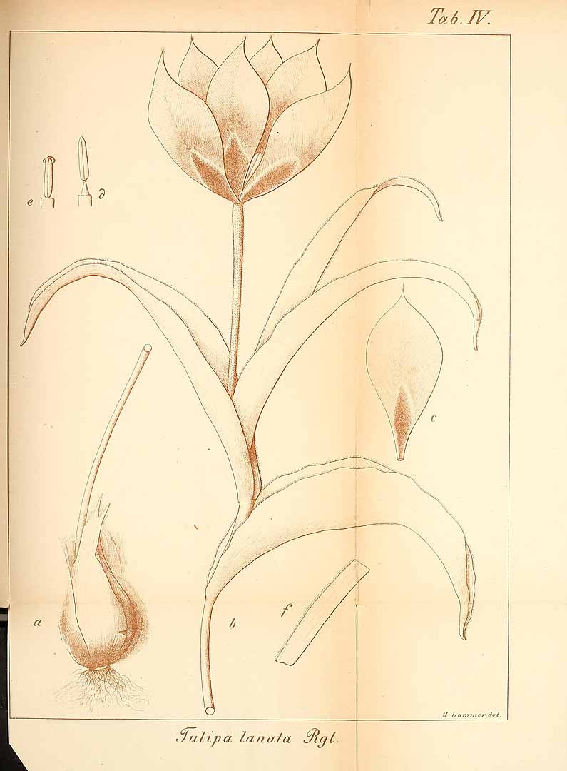 no HD illustration available (m5)