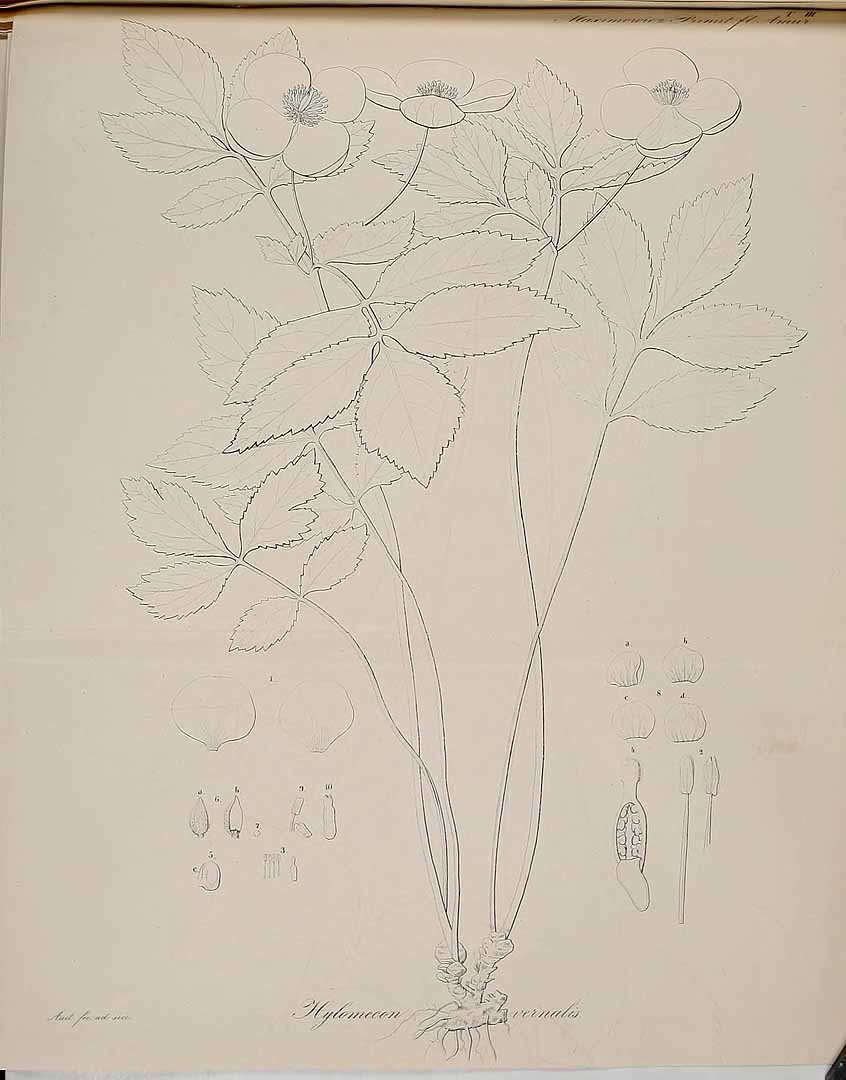 no HD illustration available (m5)
