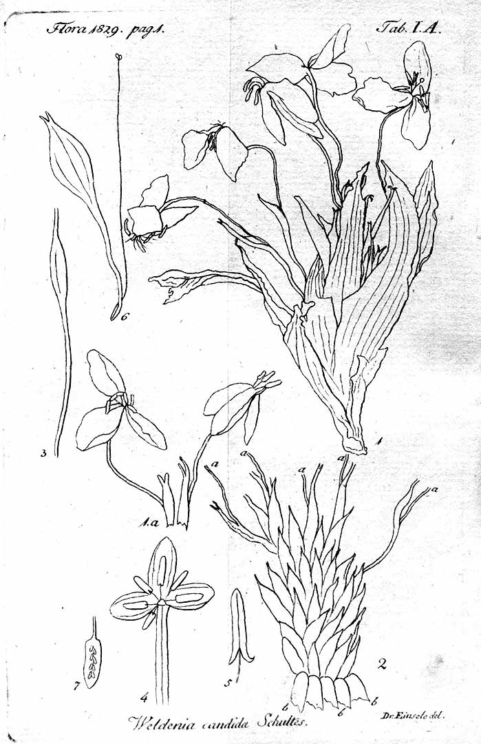 no HD illustration available (m5)