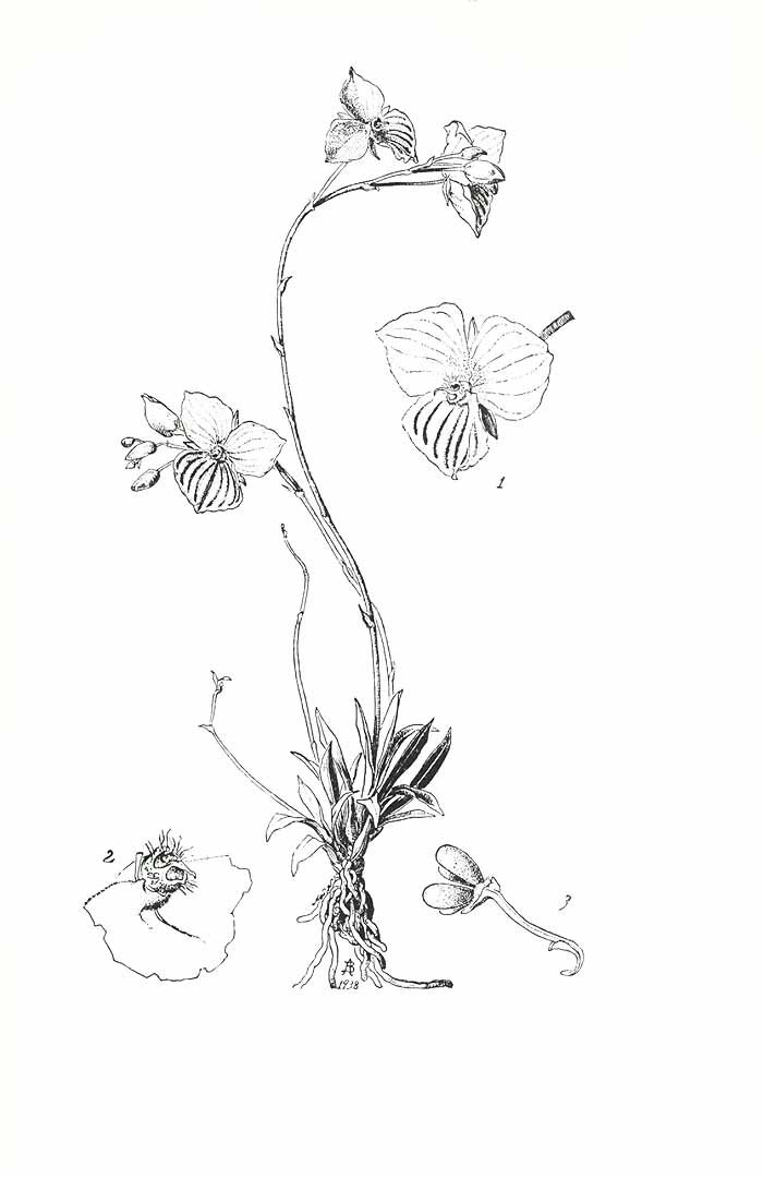 no HD illustration available (m5)