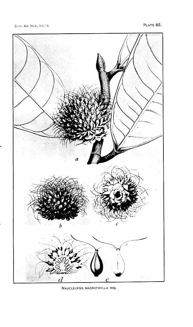 no HD illustration available (m5)