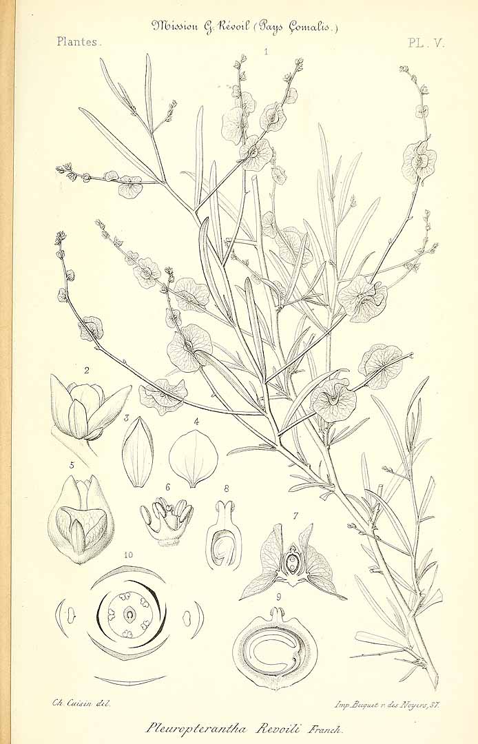 no HD illustration available (m5)