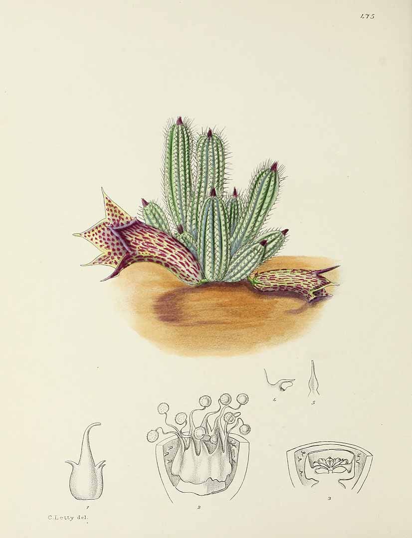 no HD illustration available (m5)