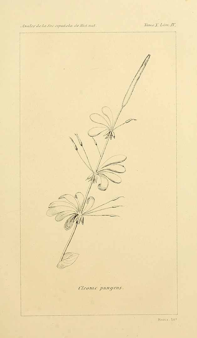 no HD illustration available (m5)