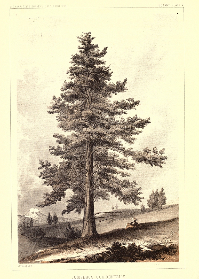 no HD illustration available (m5)