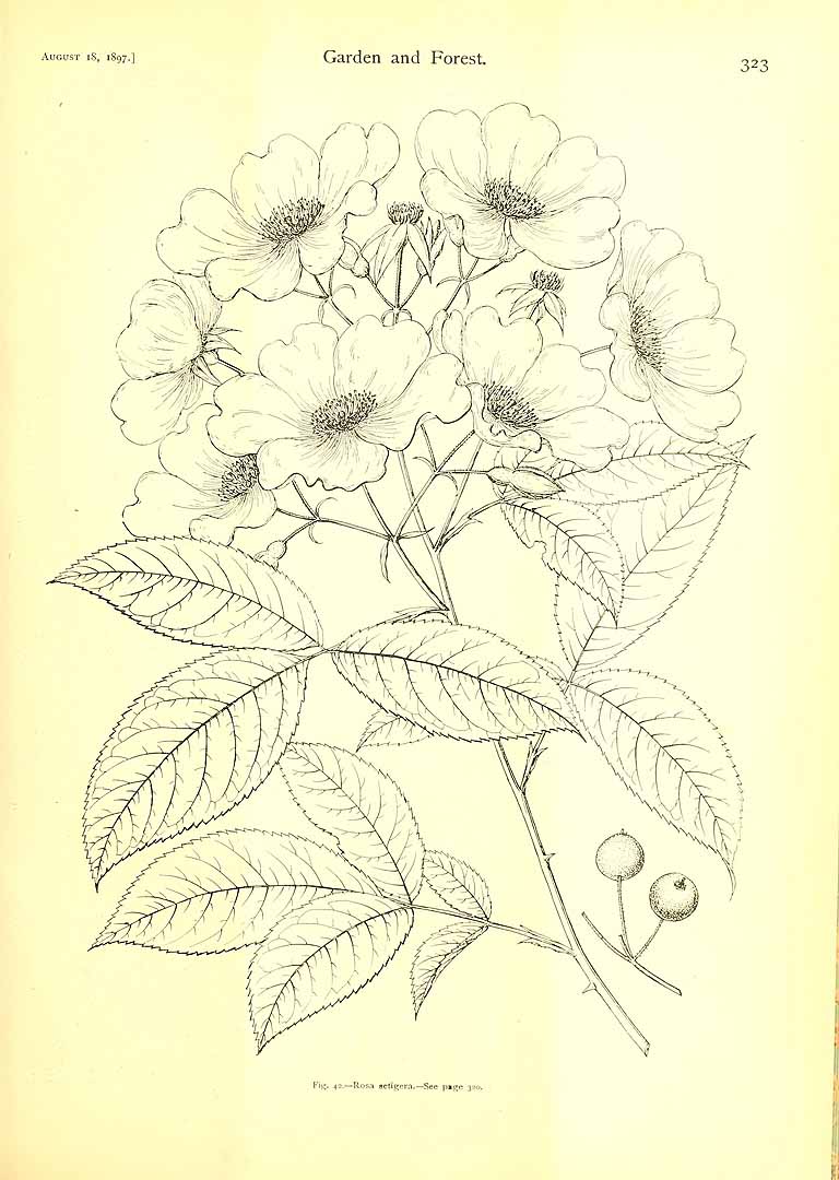 no HD illustration available (m5)