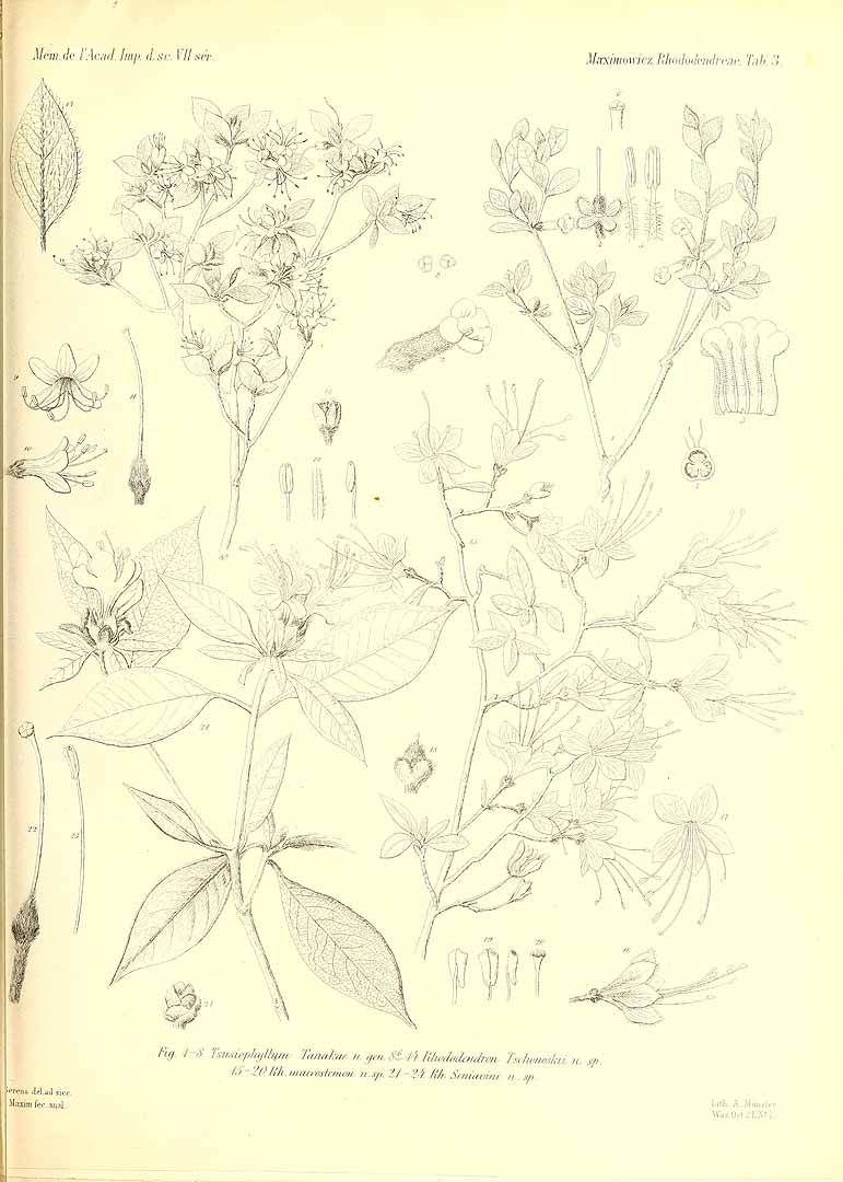 no HD illustration available (m5)