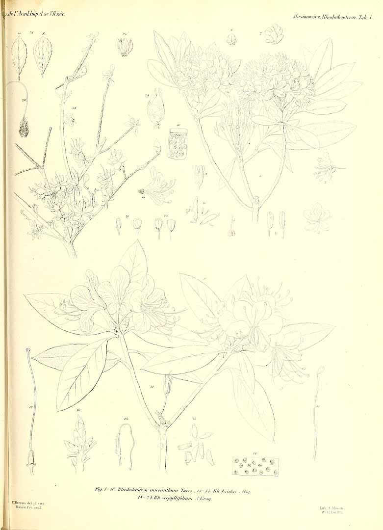 no HD illustration available (m5)