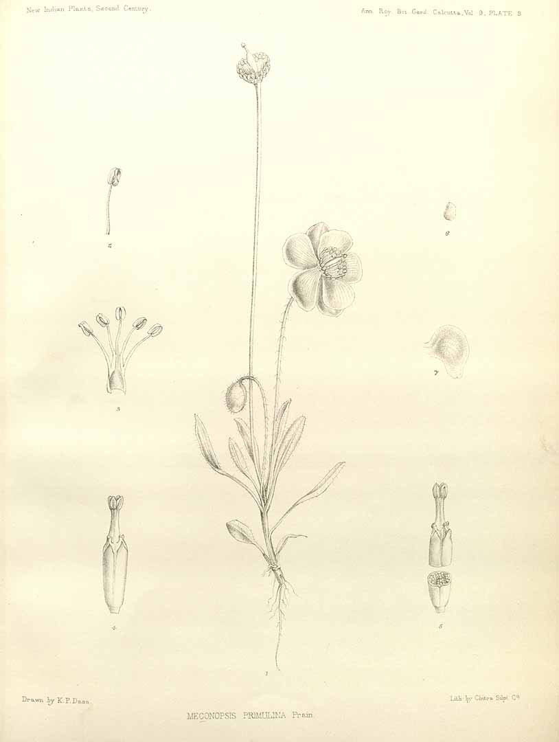 no HD illustration available (m5)