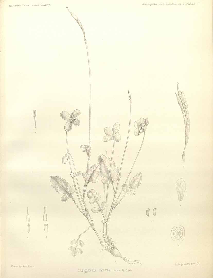 no HD illustration available (m5)