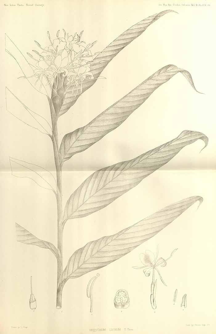 no HD illustration available (m5)