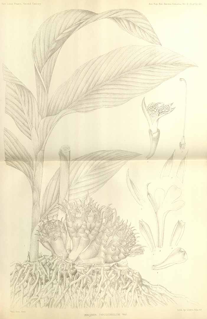 no HD illustration available (m5)