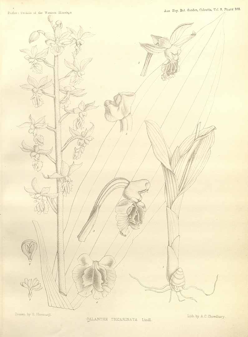 no HD illustration available (m1)