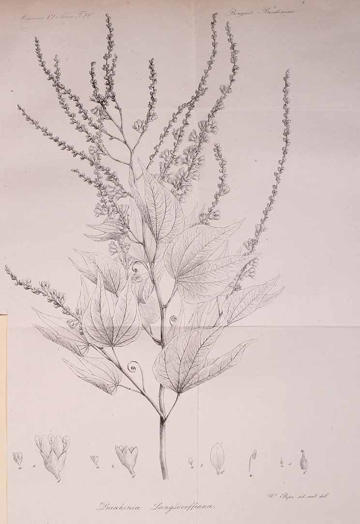 no HD illustration available (m5)