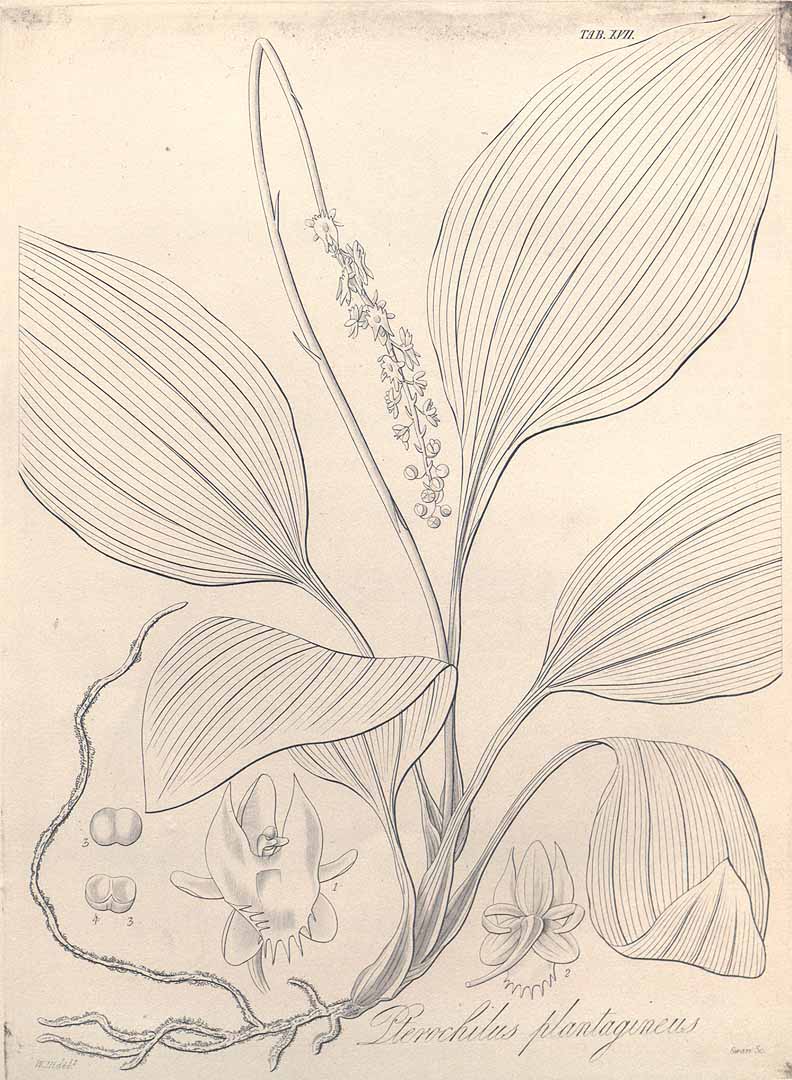 no HD illustration available (m5)