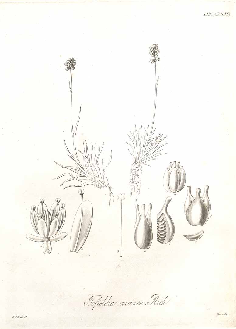 no HD illustration available (m5)