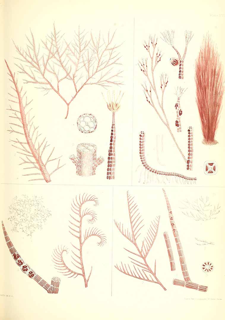 no HD illustration available (m5)
