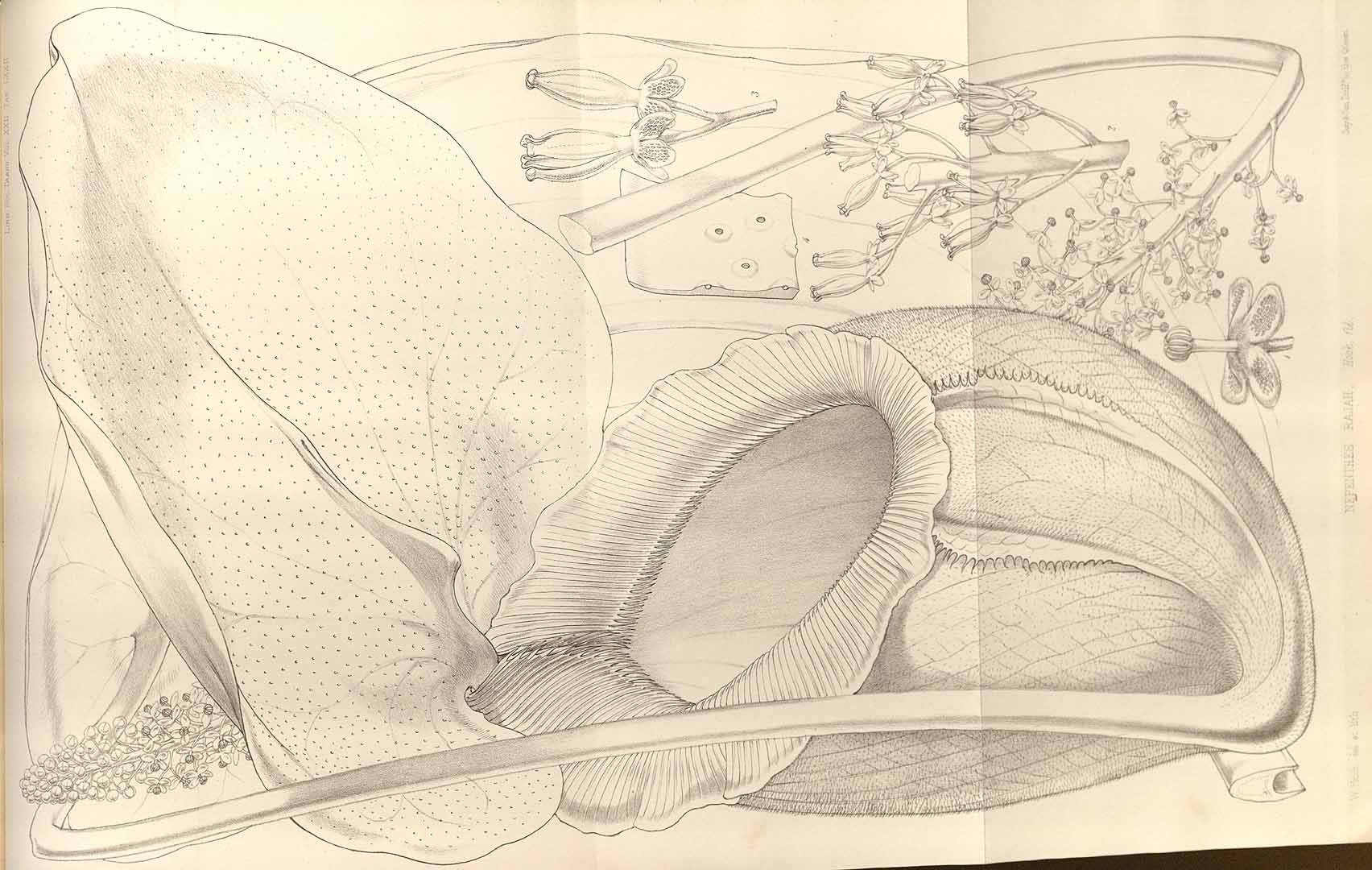 no HD illustration available (m5)