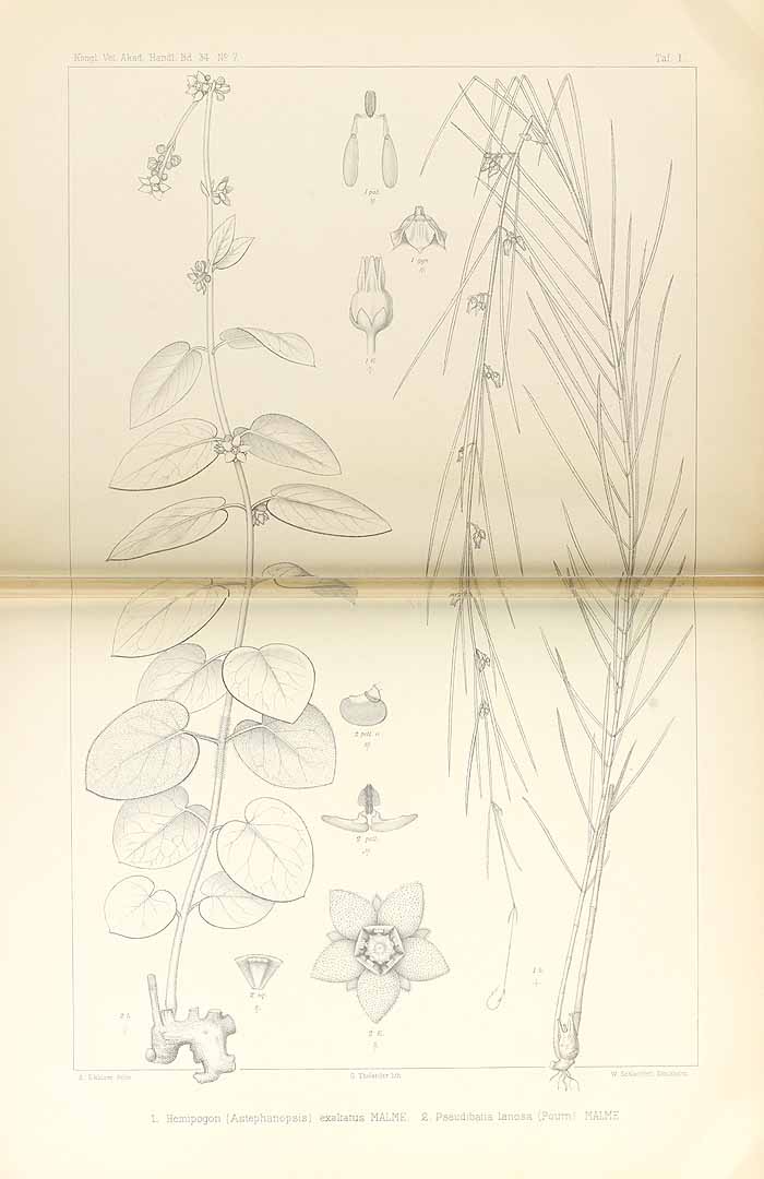 no HD illustration available (m5)