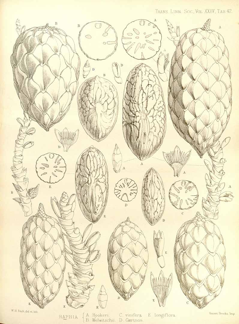 no HD illustration available (m1)