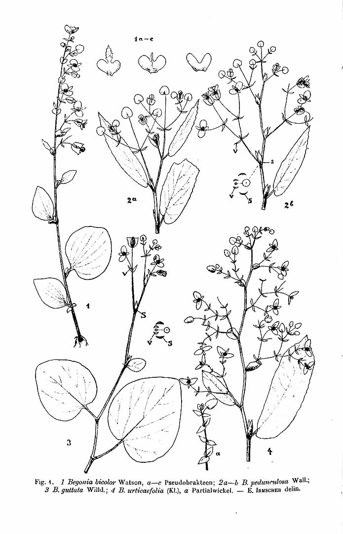 no HD illustration available (m5)