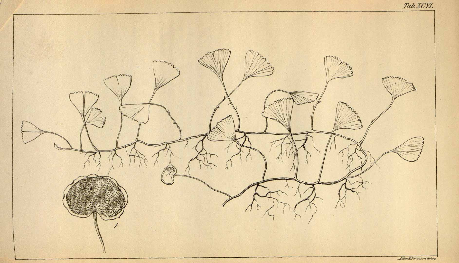 no HD illustration available (m5)