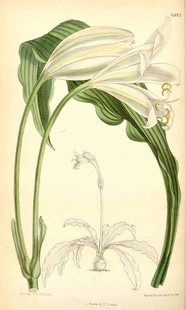no HD illustration available (m5)