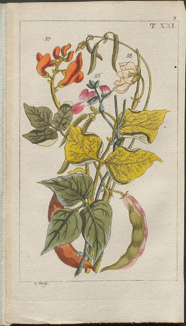 no HD illustration available (m5)