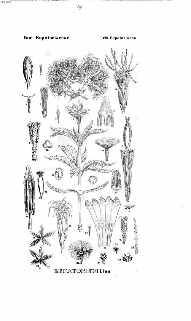no HD illustration available (m5)