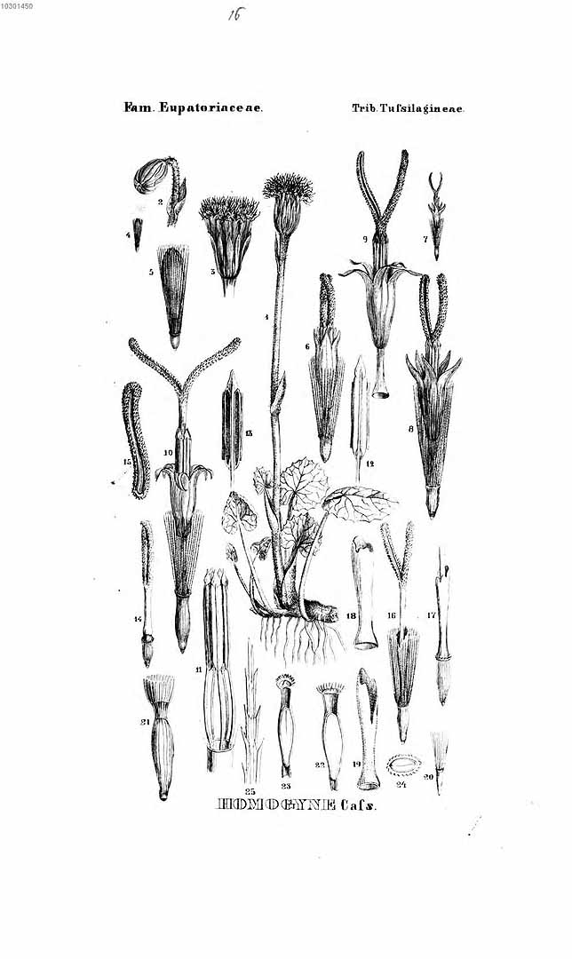 no HD illustration available (m5)
