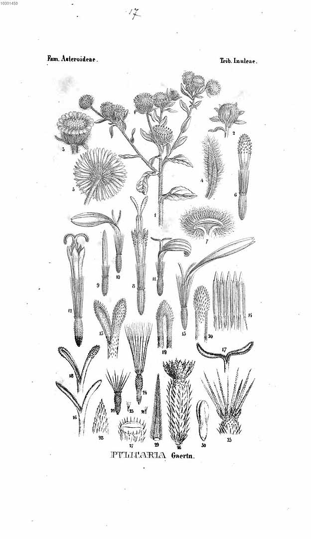 no HD illustration available (m5)