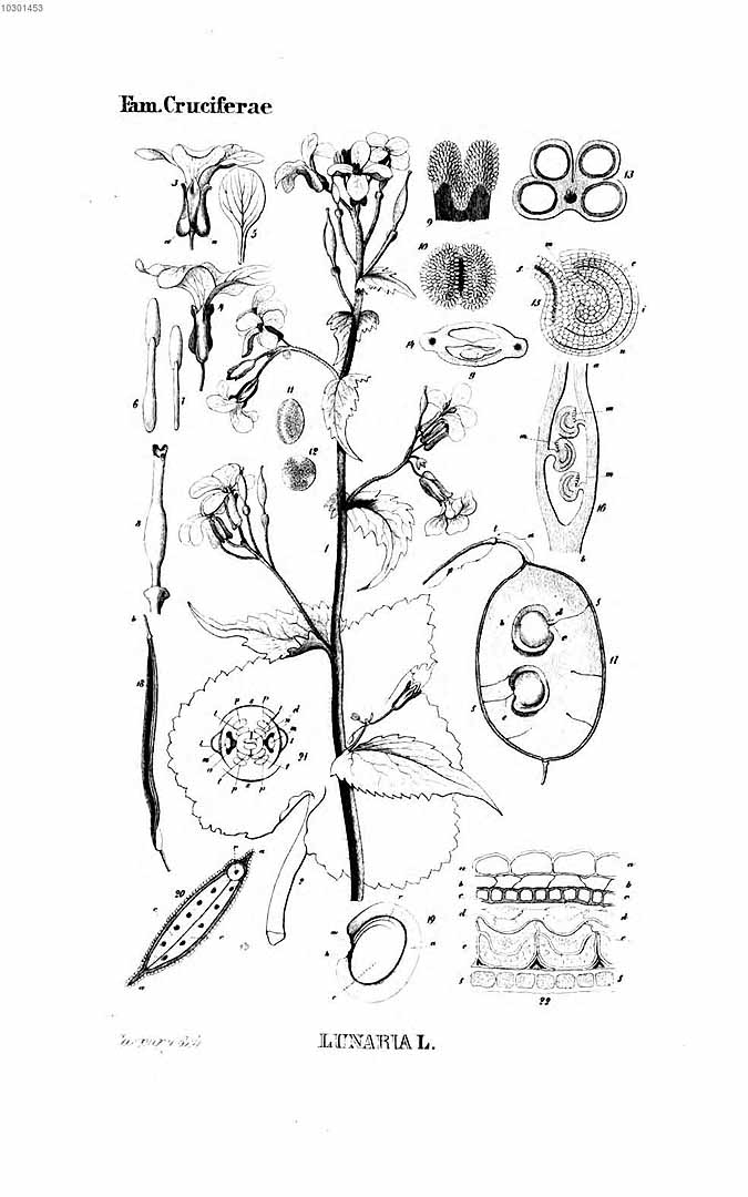 no HD illustration available (m5)