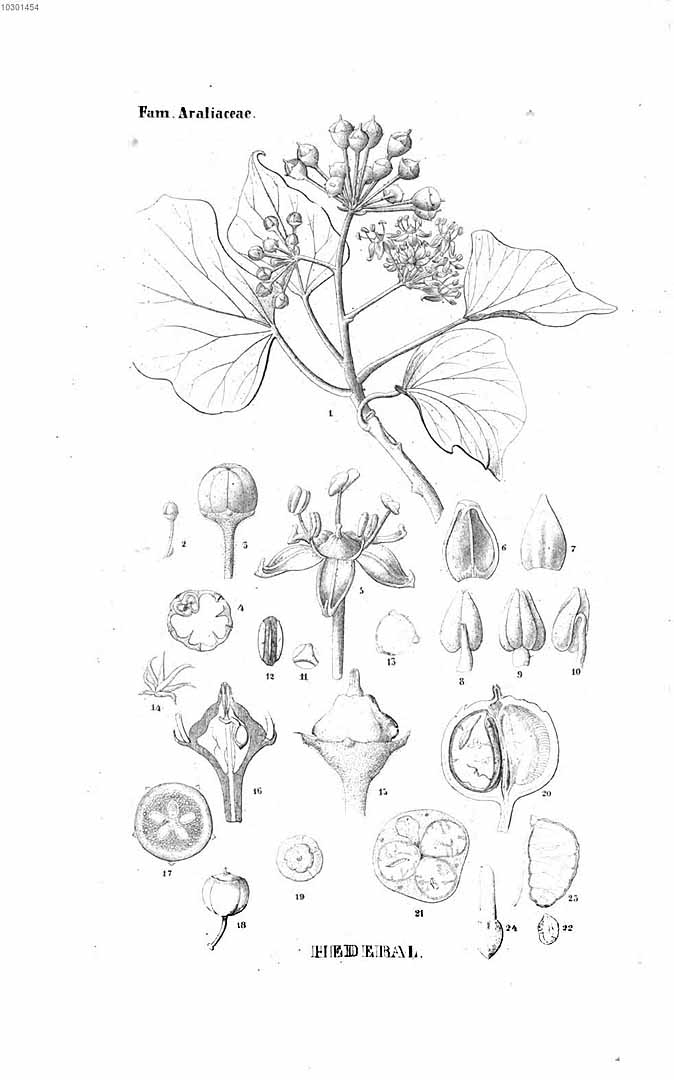 no HD illustration available (m1)
