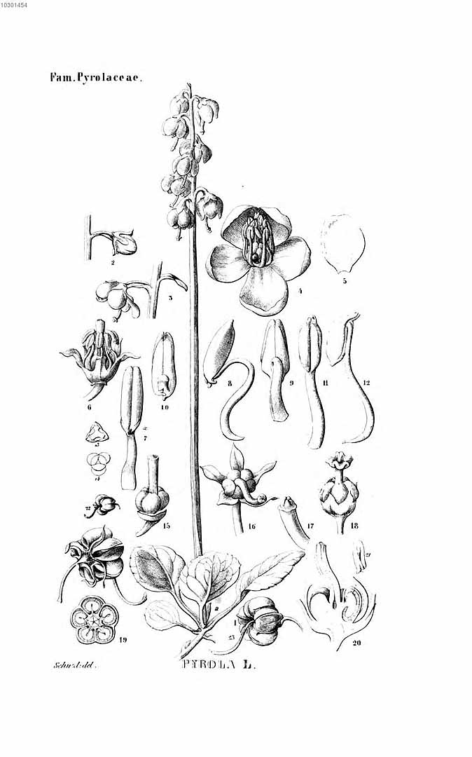 no HD illustration available (m5)