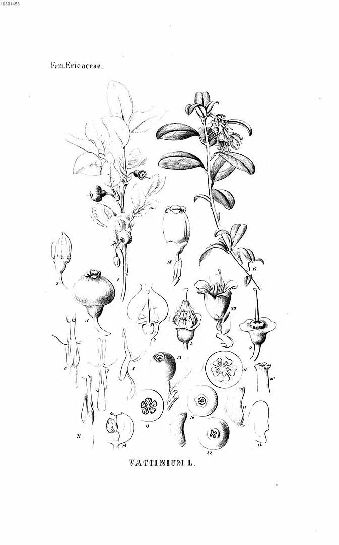 no HD illustration available (m5)