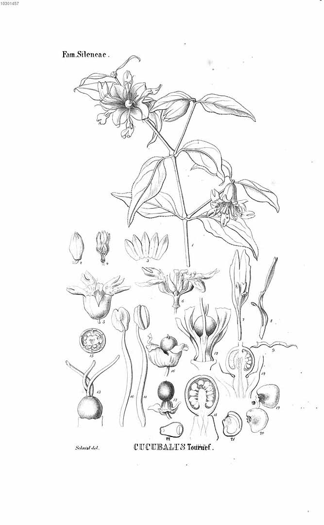 no HD illustration available (m1)