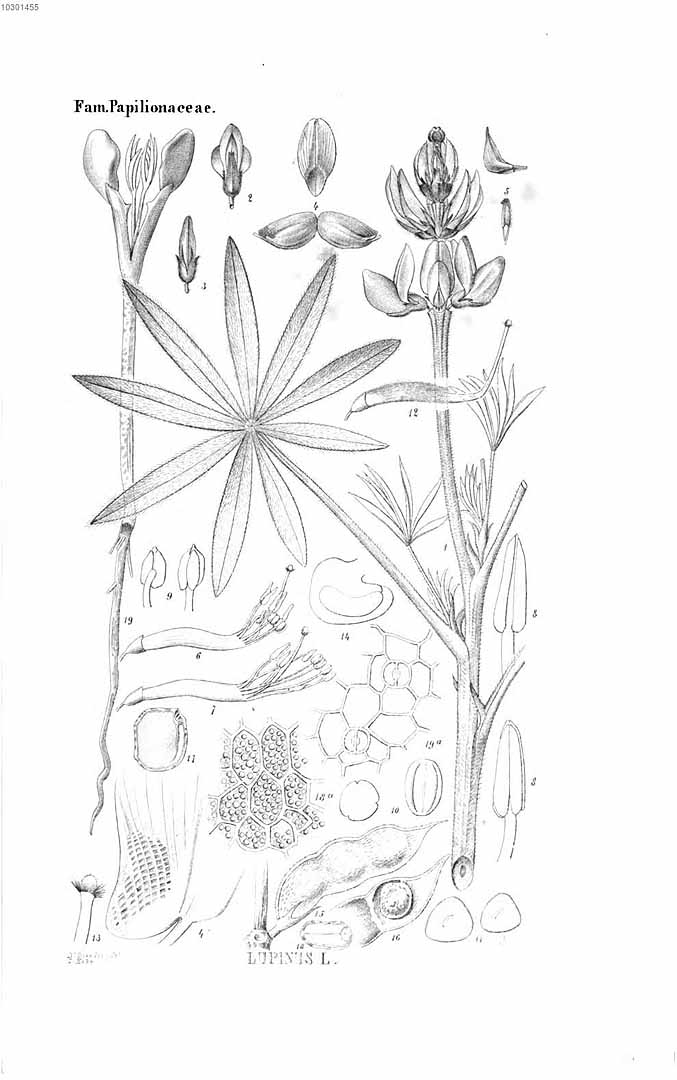 no HD illustration available (m5)