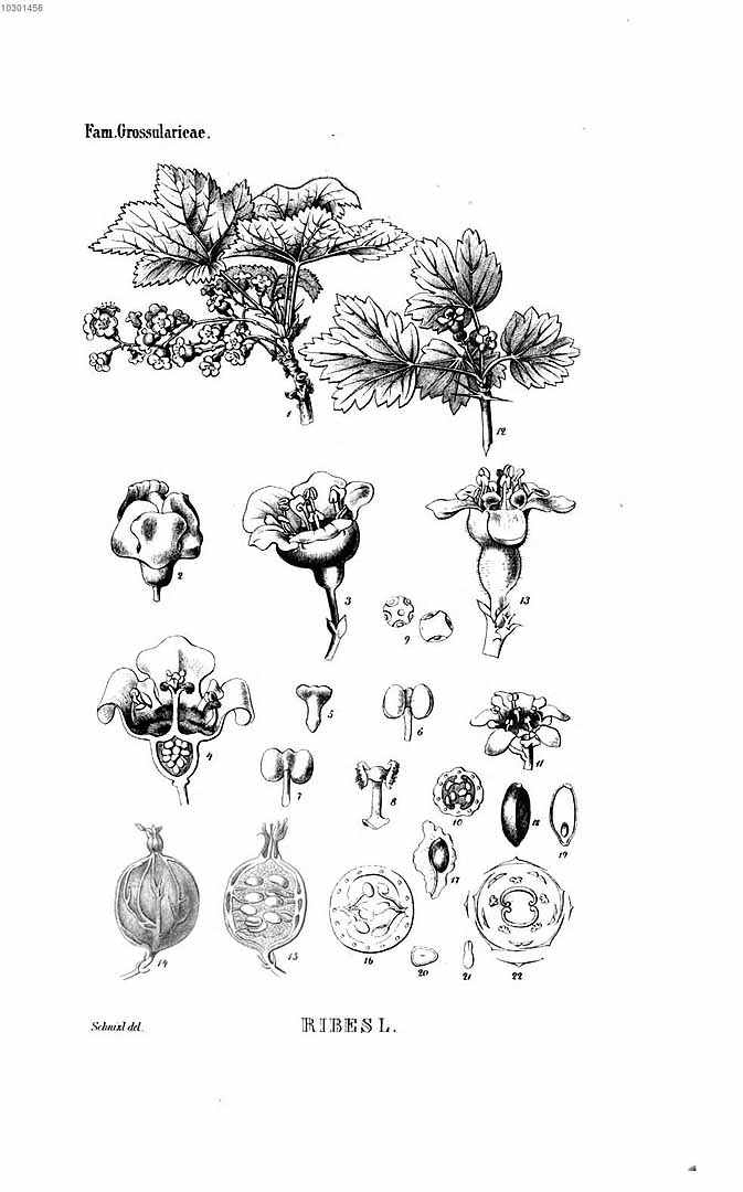 no HD illustration available (m5)