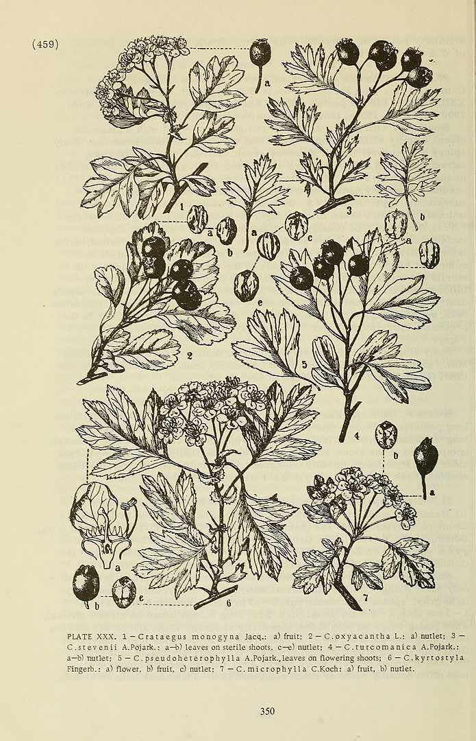 no HD illustration available (m5)