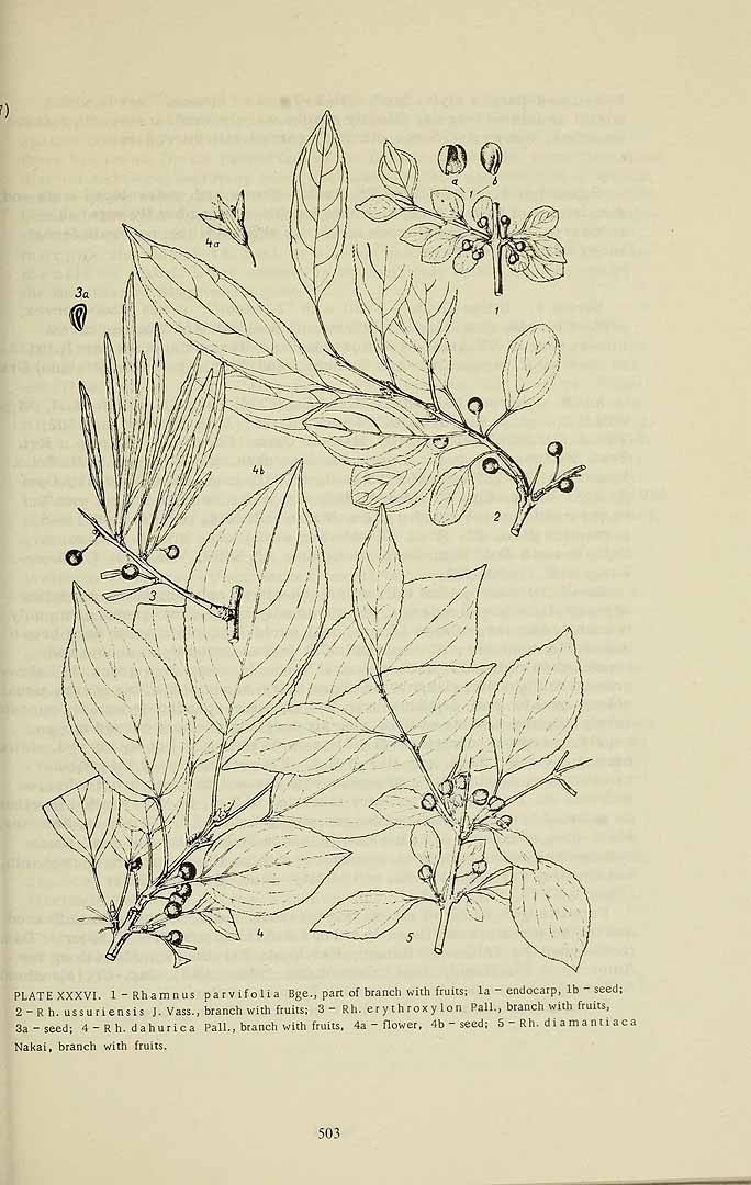 no HD illustration available (m5)