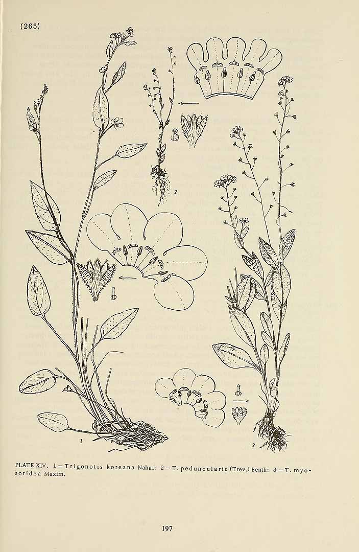 no HD illustration available (m5)