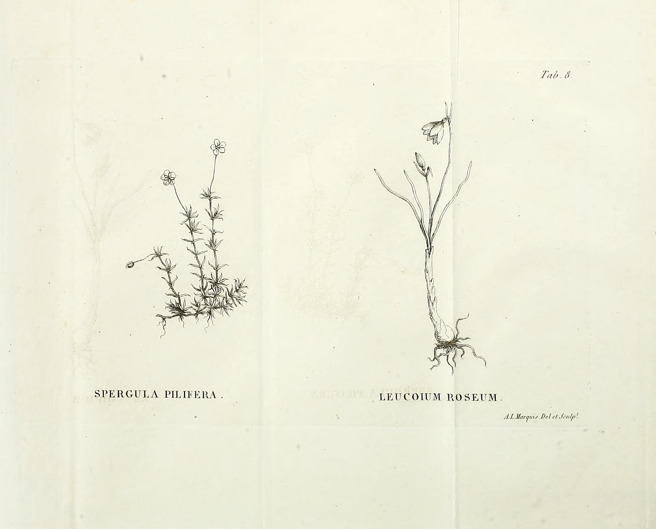 no HD illustration available (m5)