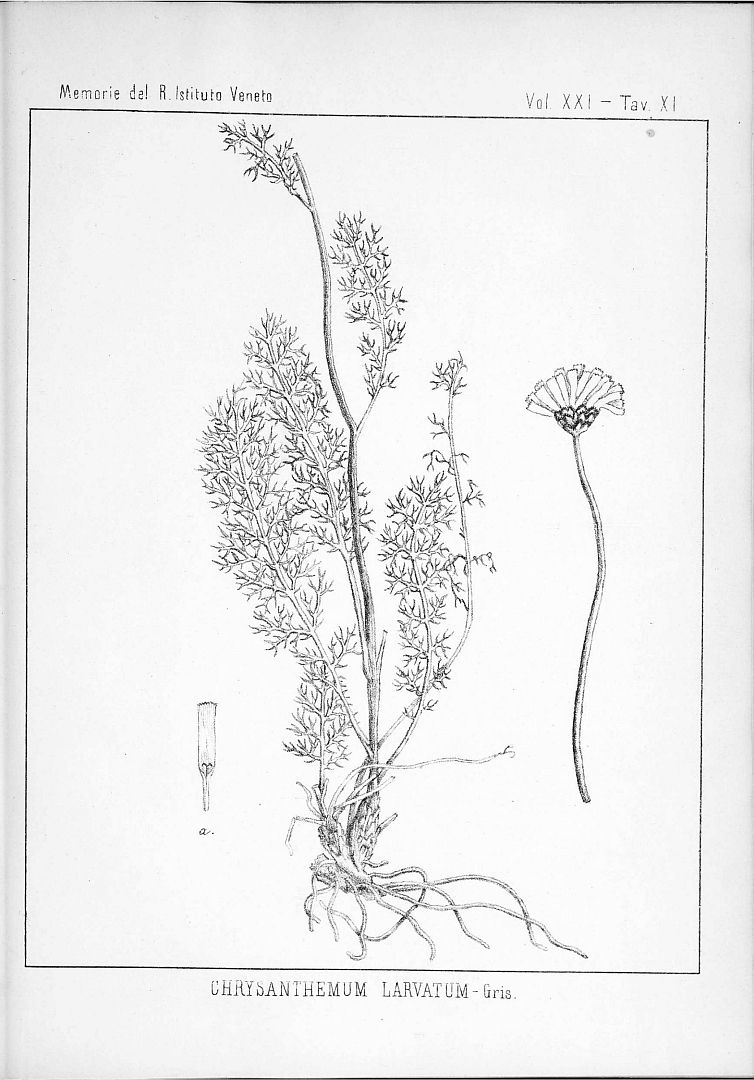 no HD illustration available (m5)